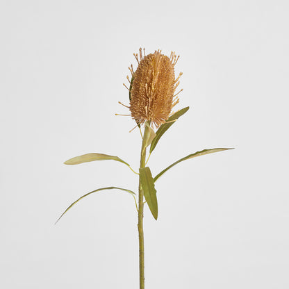 Dried Look Banksia Stem 56cm Tan