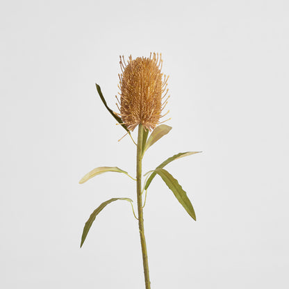 Dried Look Banksia Stem 56cm Tan