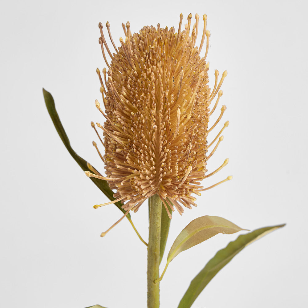 Dried Look Banksia Stem 56cm Tan