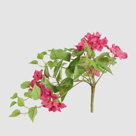 UV Trailing Bougainvillea Bush Fuchsia
