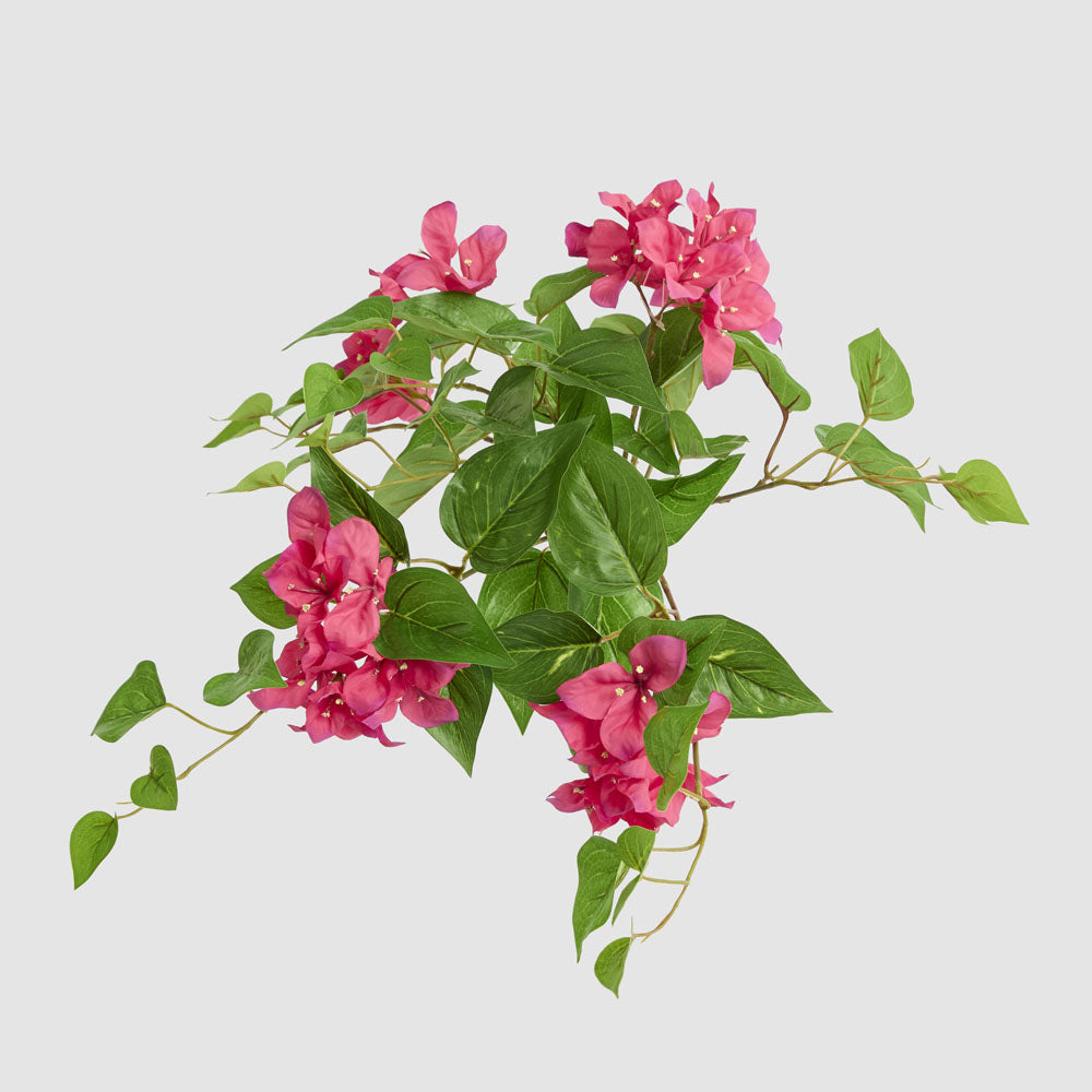 UV Trailing Bougainvillea Bush Fuchsia