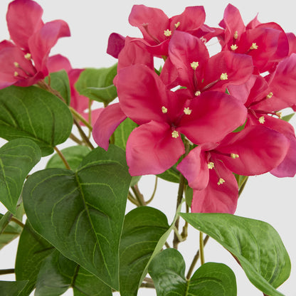 UV Trailing Bougainvillea Bush Fuchsia