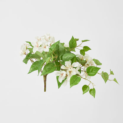 Trailing Bougainvillea Bush White UV Coated