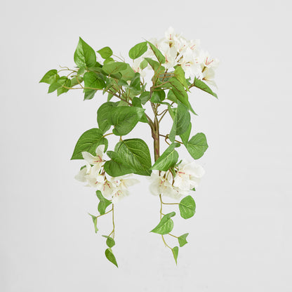 Trailing Bougainvillea Bush White UV Coated