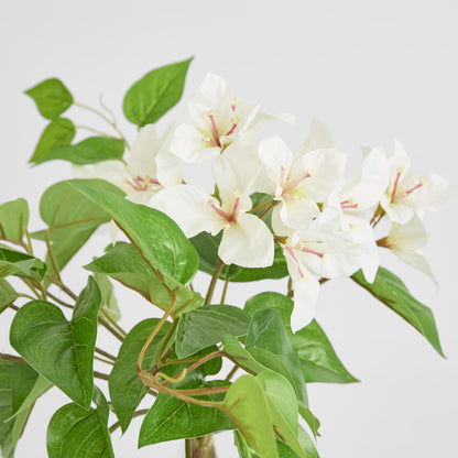 Trailing Bougainvillea Bush White UV Coated