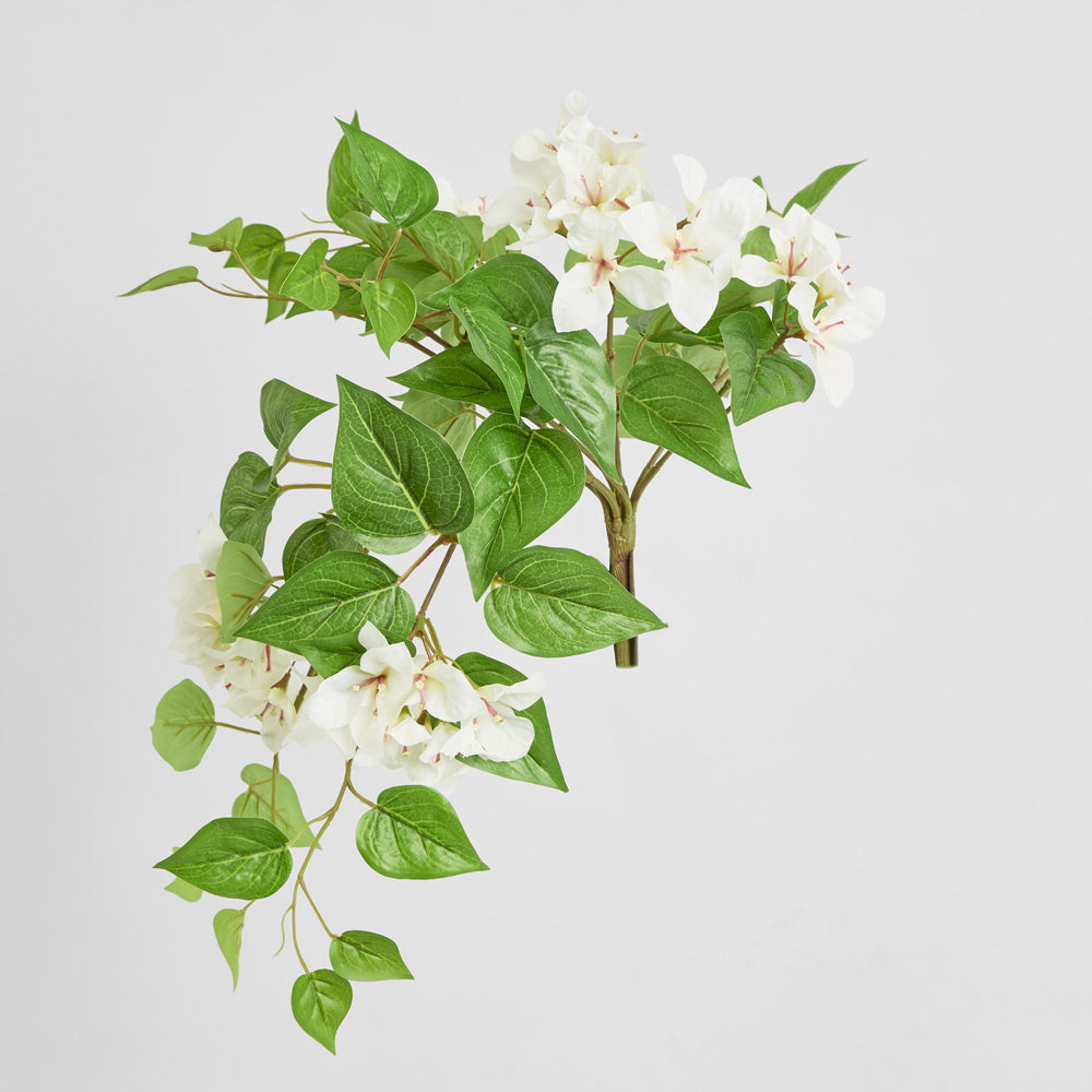 Trailing Bougainvillea Bush White UV Coated