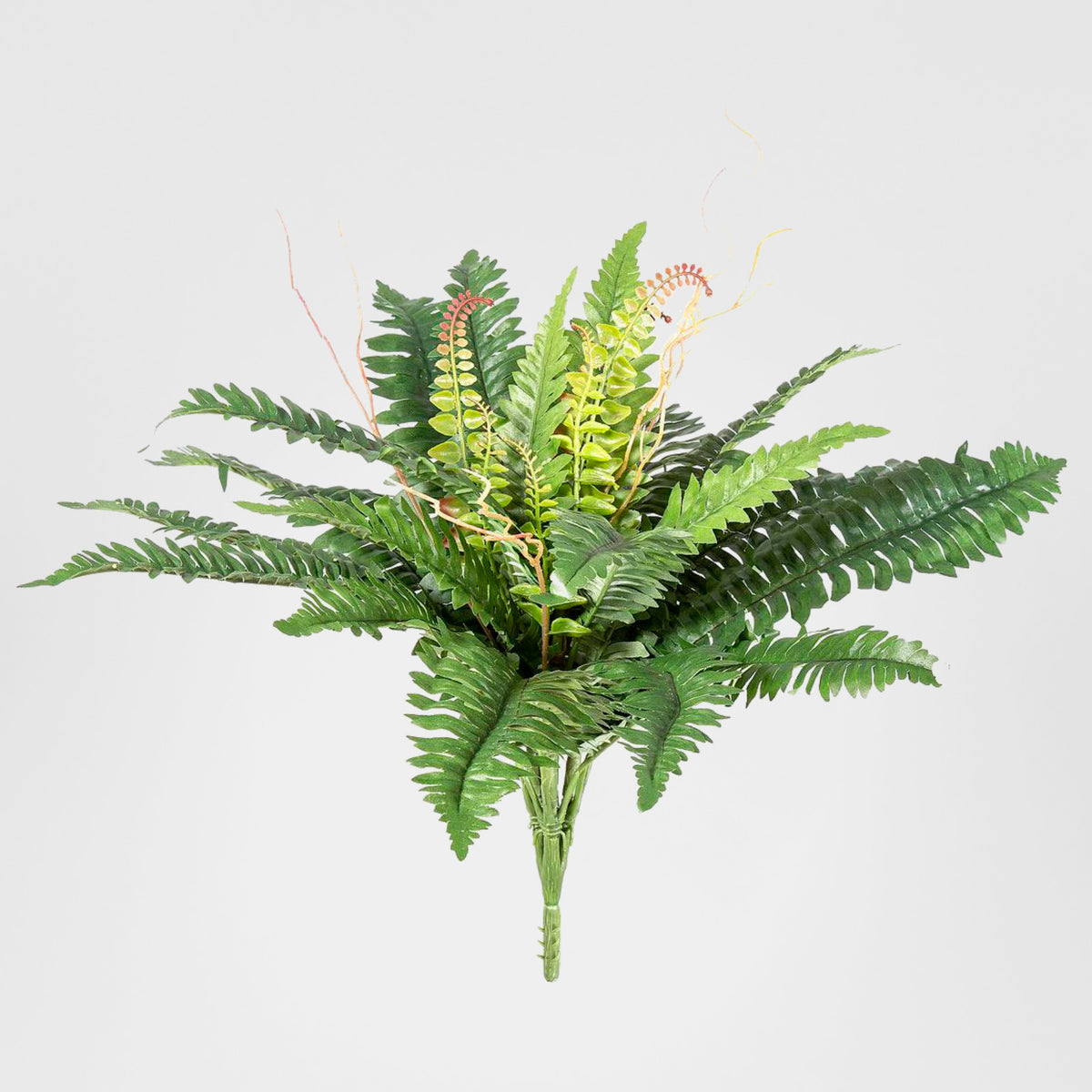 Boston Fern Bush 61cm