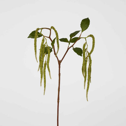 Amaranthus Hanging Plant 90cm Green