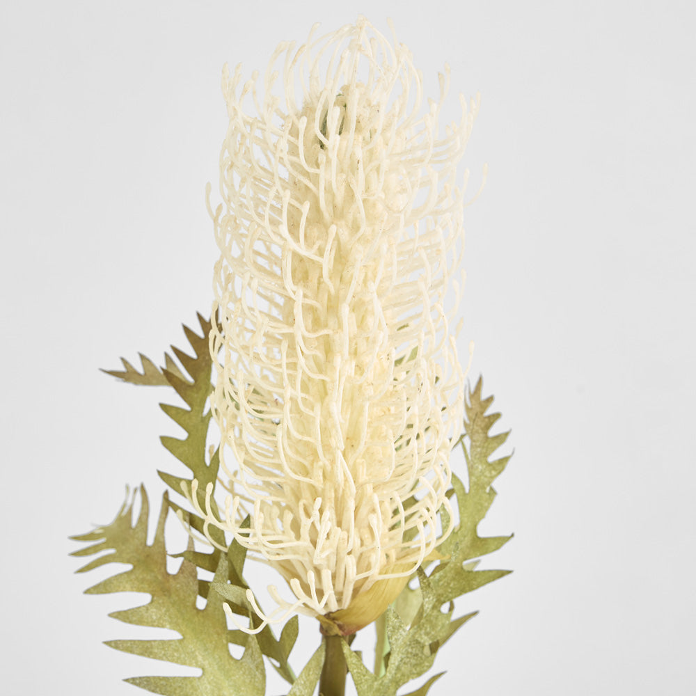 Dried Look Banksia Stem 75cm Cream
