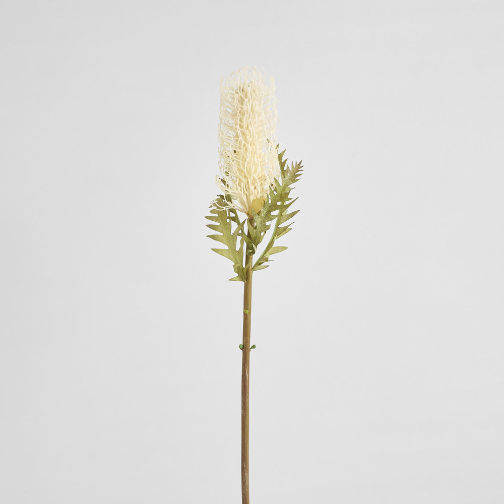 Dried Look Banksia Stem 75cm Cream