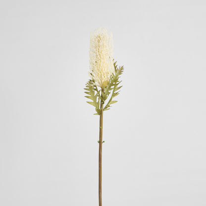 Dried Look Banksia Stem 75cm Cream