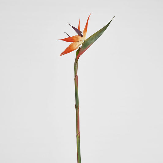 Bird of Paradise Stem 95cm