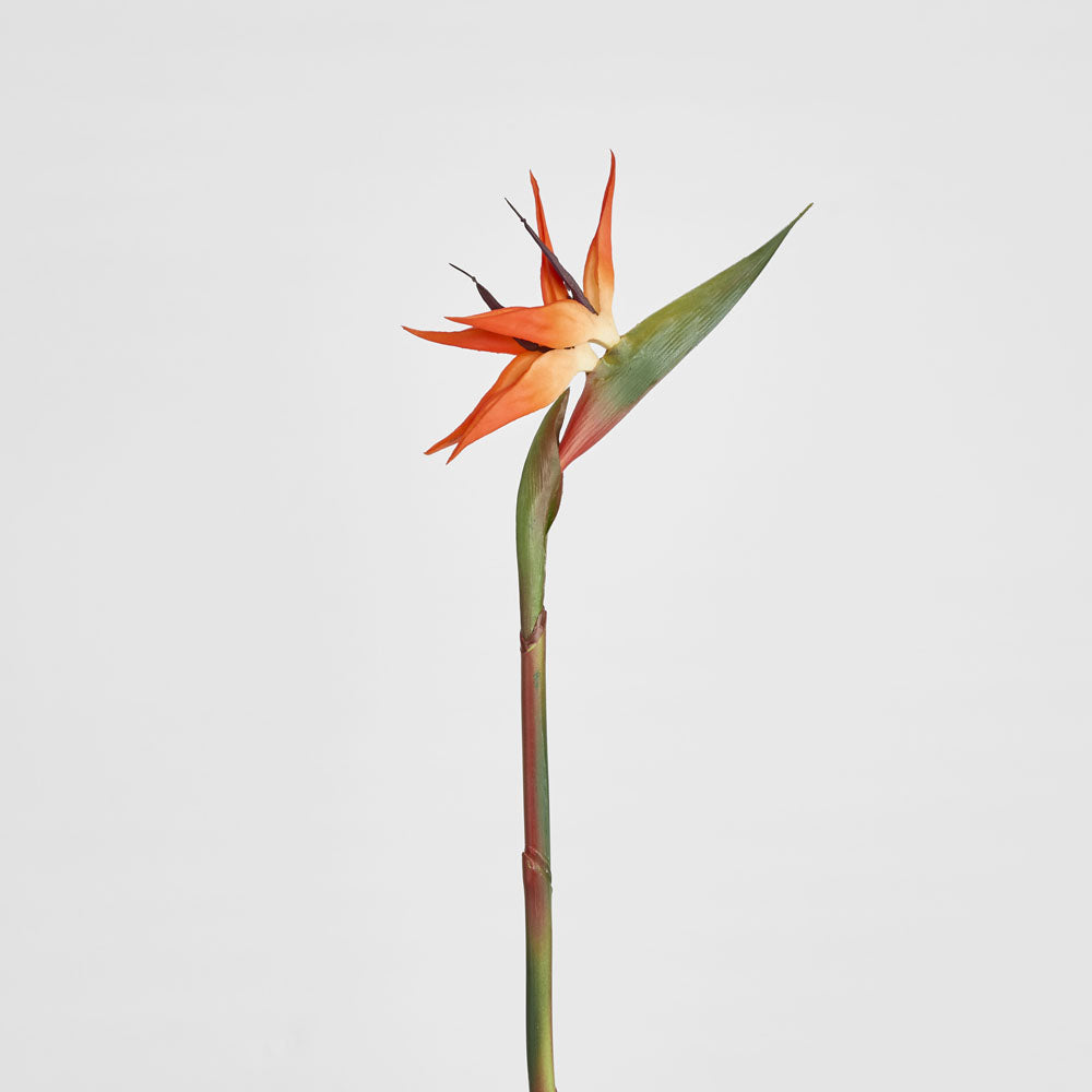 Bird of Paradise Stem 95cm