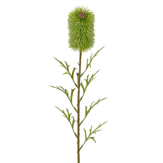 Banksia Single Stem 70cm Green