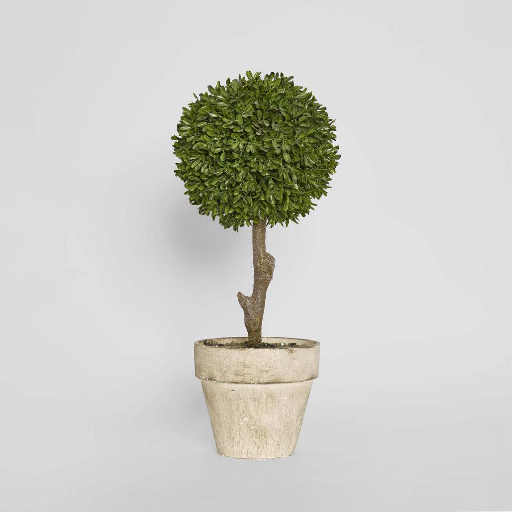 Boxwood Topiary 47cm