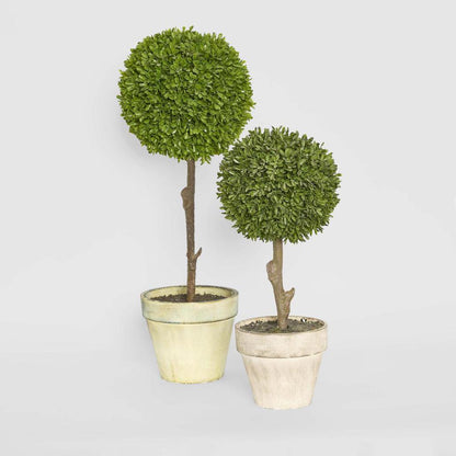 Boxwood Topiary 47cm