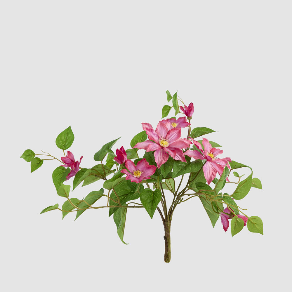 UV Trailing Clematis Bush Fuchsia
