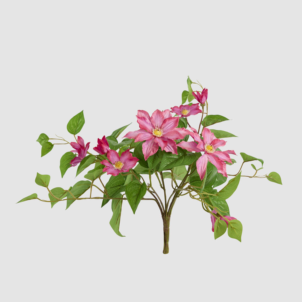 UV Trailing Clematis Bush Fuchsia