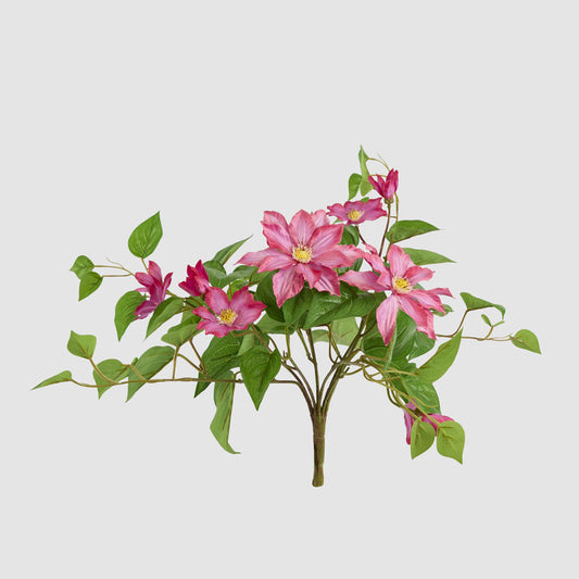 UV Trailing Clematis Bush Fuchsia