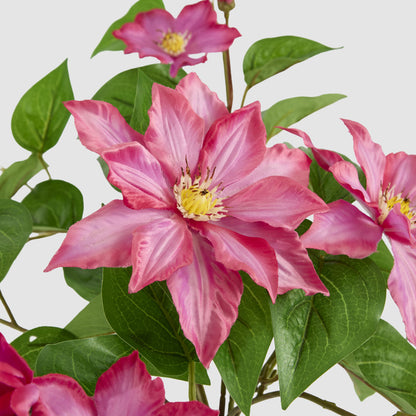 UV Trailing Clematis Bush Fuchsia