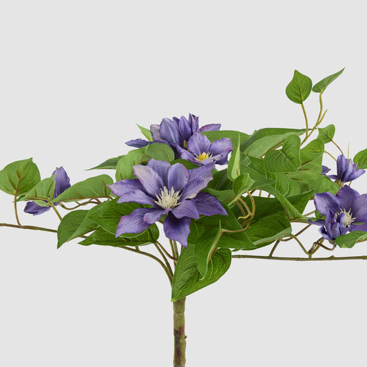 UV Trailing Clematis Bush Purple