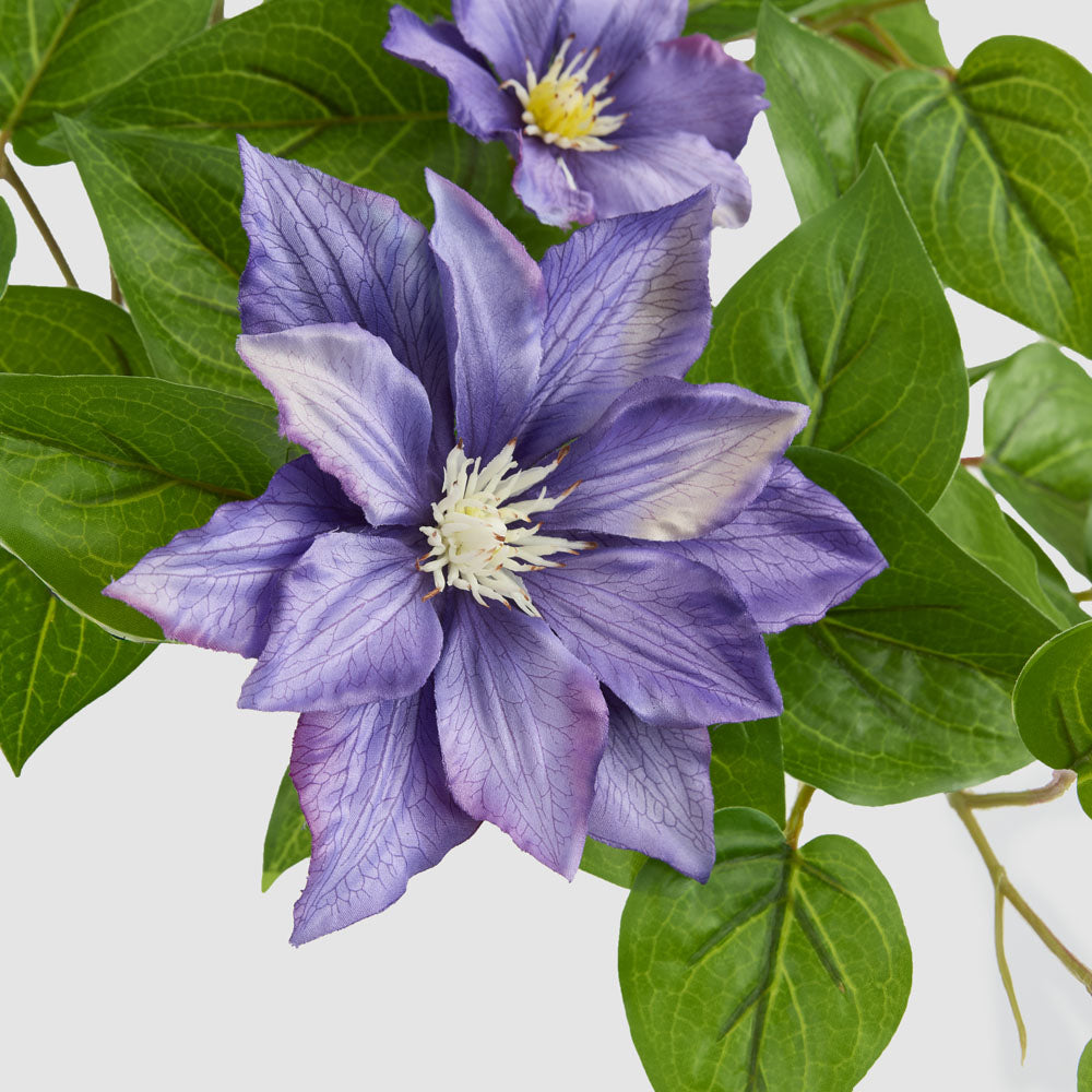 UV Trailing Clematis Bush Purple