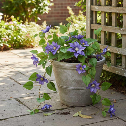 UV Trailing Clematis Bush Purple