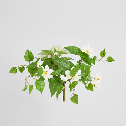Trailing Clematis Bush White UV Coated