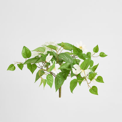 Trailing Clematis Bush White UV Coated