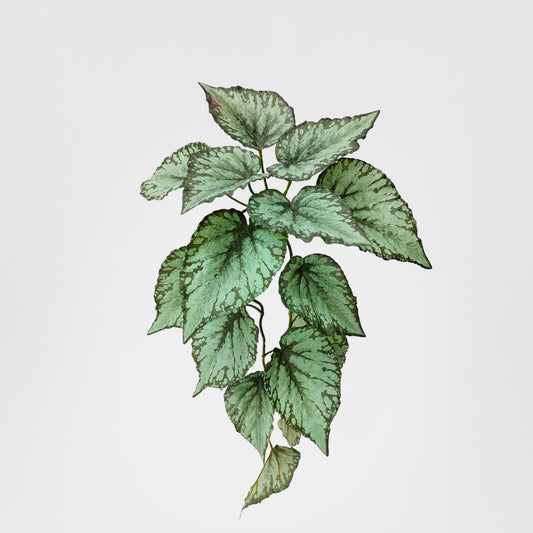 Hanging Caladium Bush 65cm