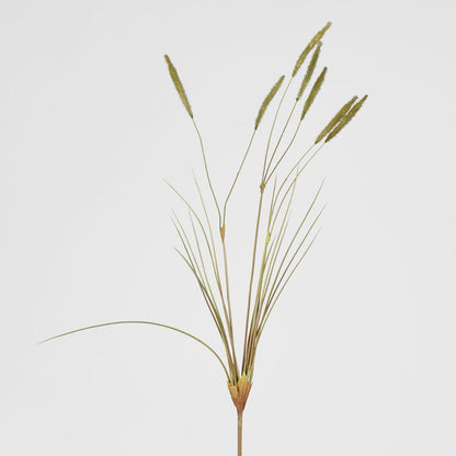 Foxtail grass Spray Green