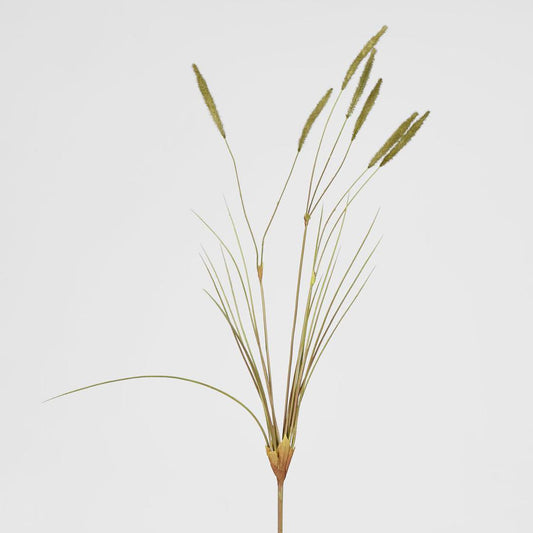 Foxtail grass Spray Green