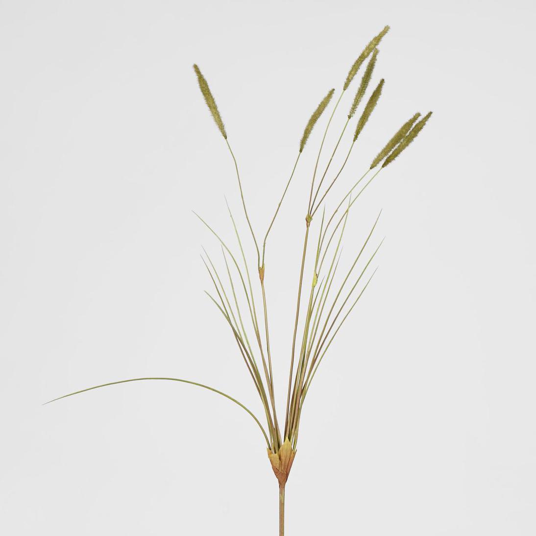 Foxtail grass Spray Green