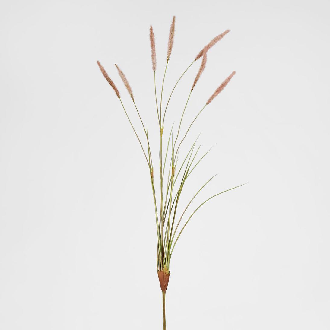Foxtail grass Spray Pink