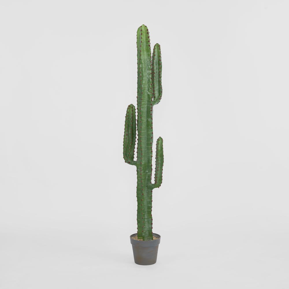 Desert Cactus 1.56m