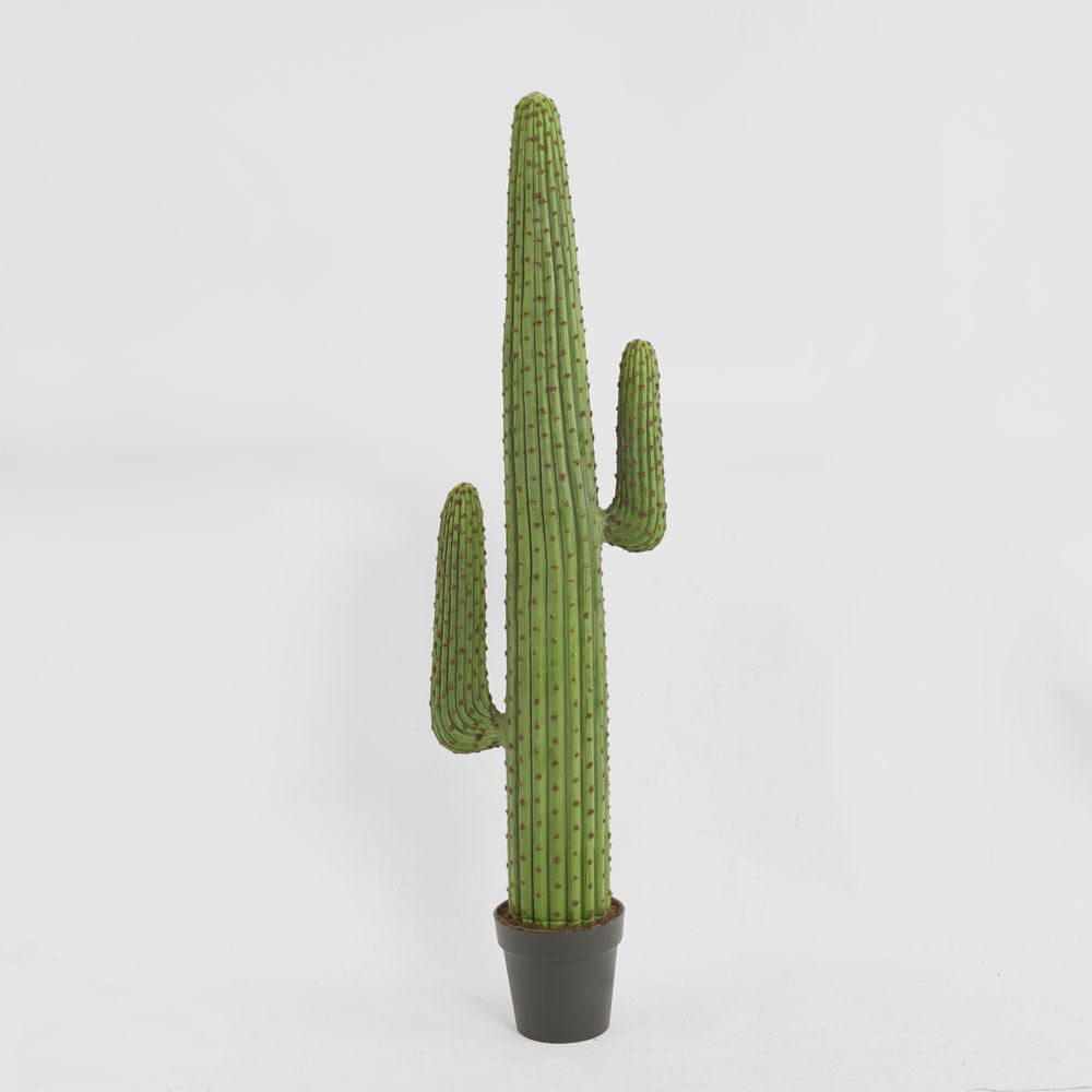 Cereus Cactus in Black Pot 147cm