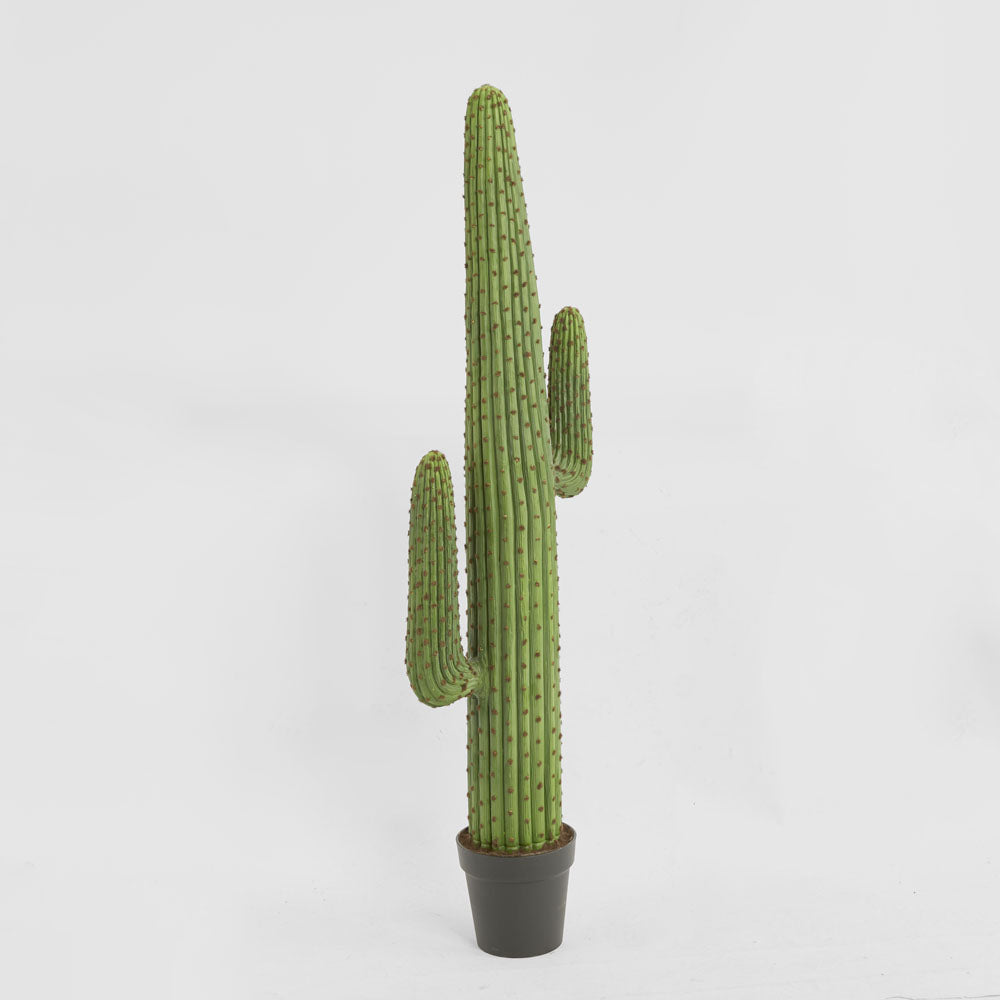 Cereus Cactus in Black Pot 147cm