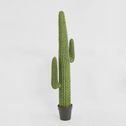 Cereus Cactus in Black Pot 147cm