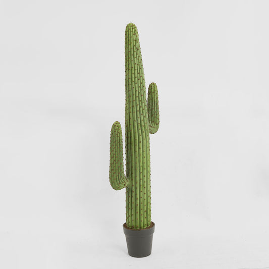 Cereus Cactus in Black Pot 147cm