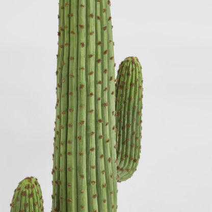 Cereus Cactus in Black Pot 147cm