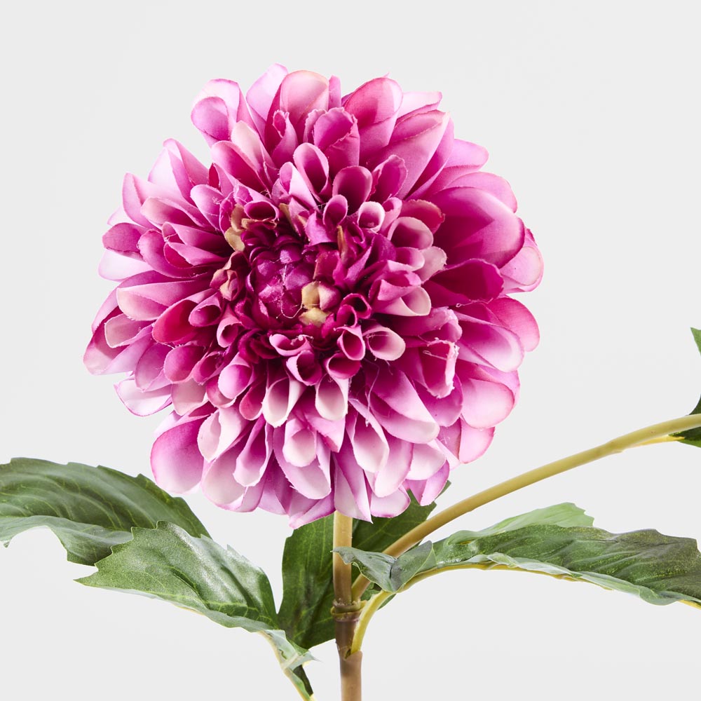 Dahlia Short Stem 50cm Purple