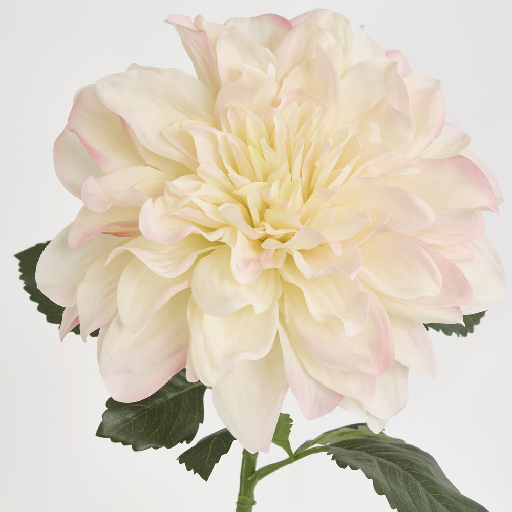 Giant Dahlia Stem 70cm Ice Pink