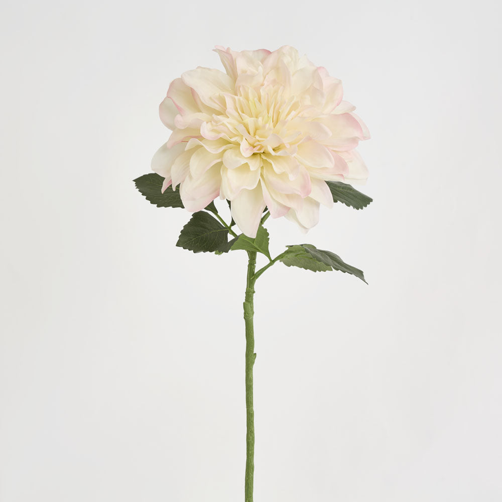 Giant Dahlia Stem 70cm Ice Pink