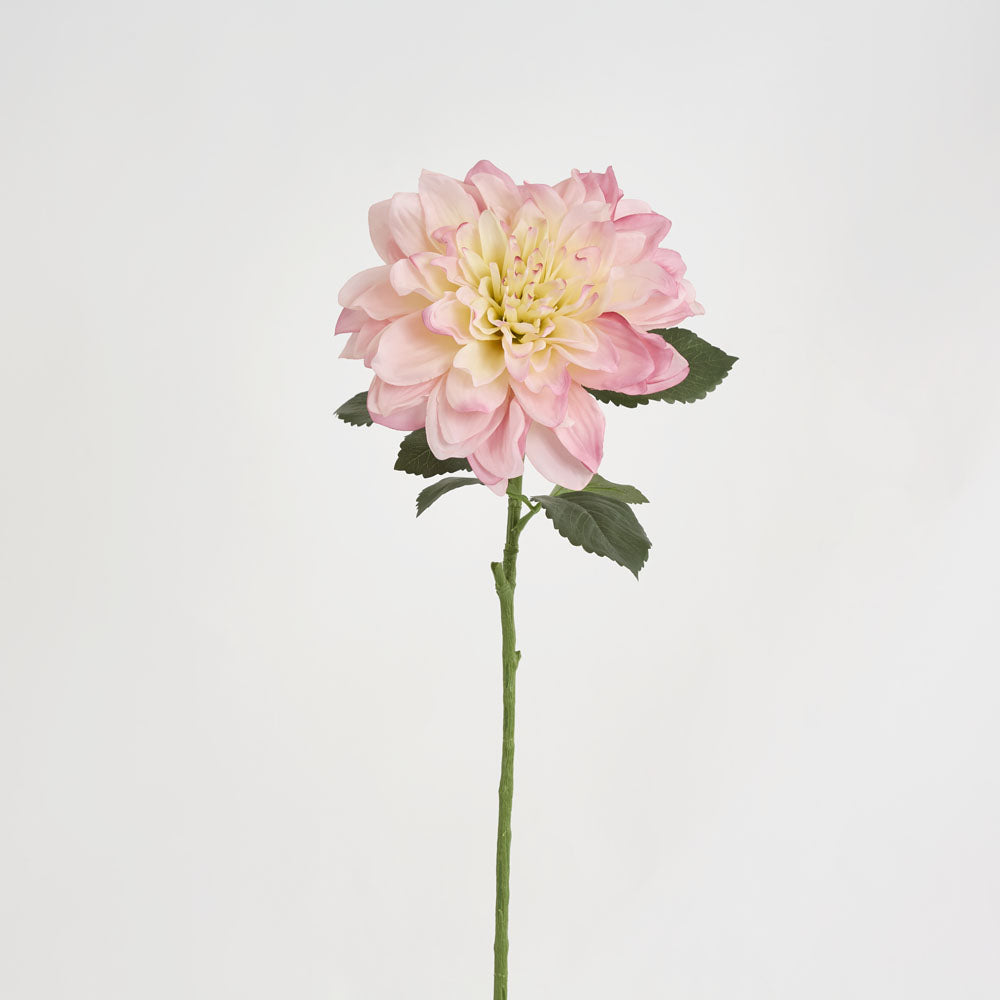 Giant Dahlia Stem 70cm Pink