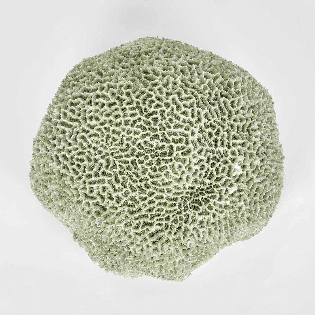 Issie Green Coral 23X21X11CM