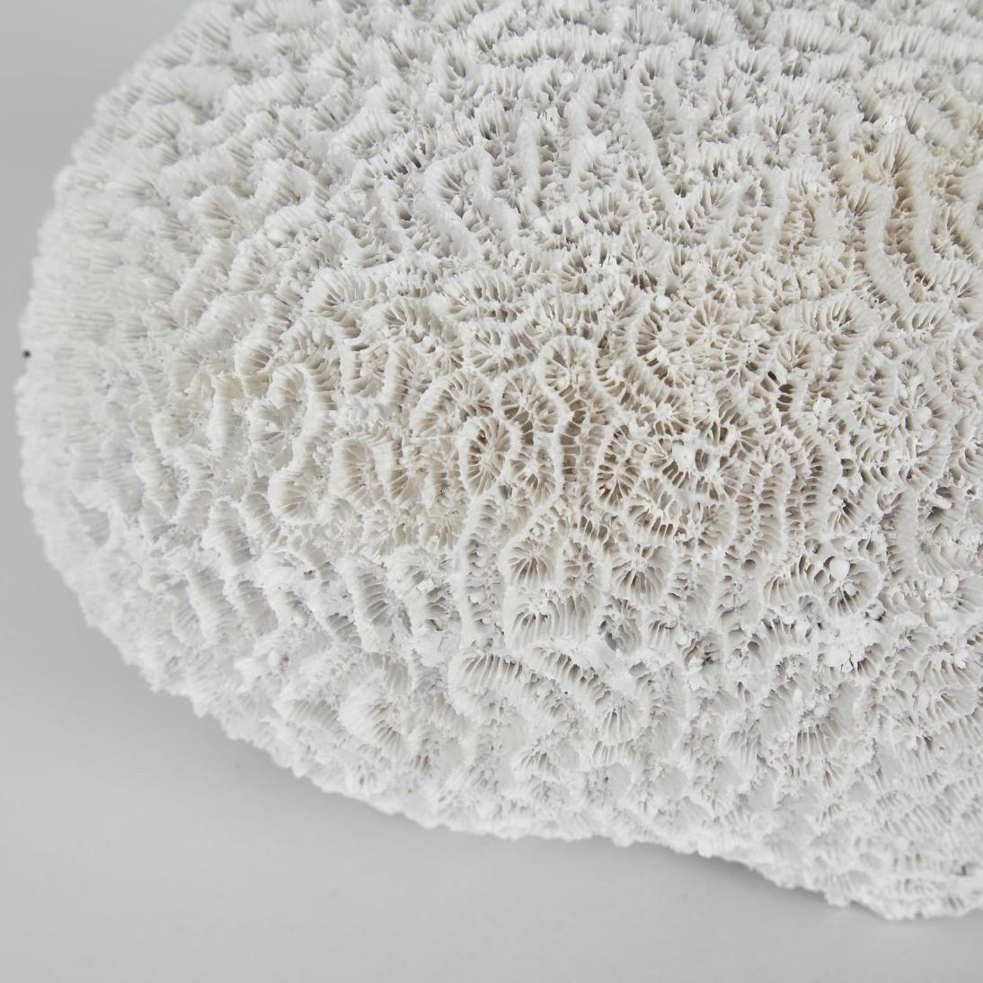 Cove White Sea Urchin 17X18X12CM
