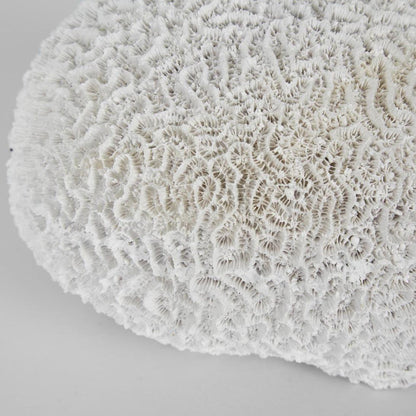 Cove White Sea Urchin 17X18X12CM