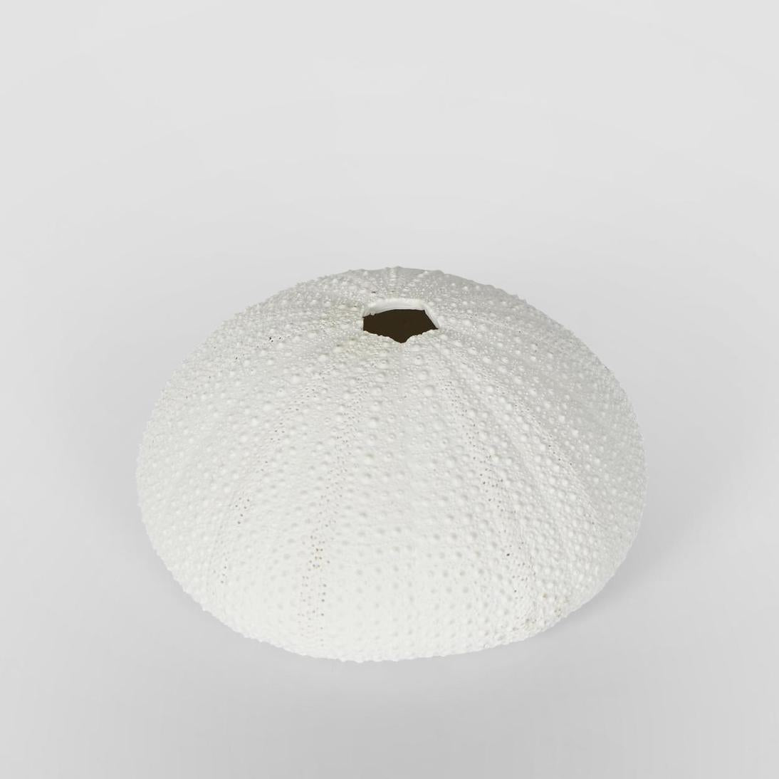 Susie White Sea Urchin 9X9X4.5CM *