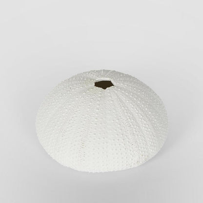 Susie White Sea Urchin 9X9X4.5CM *