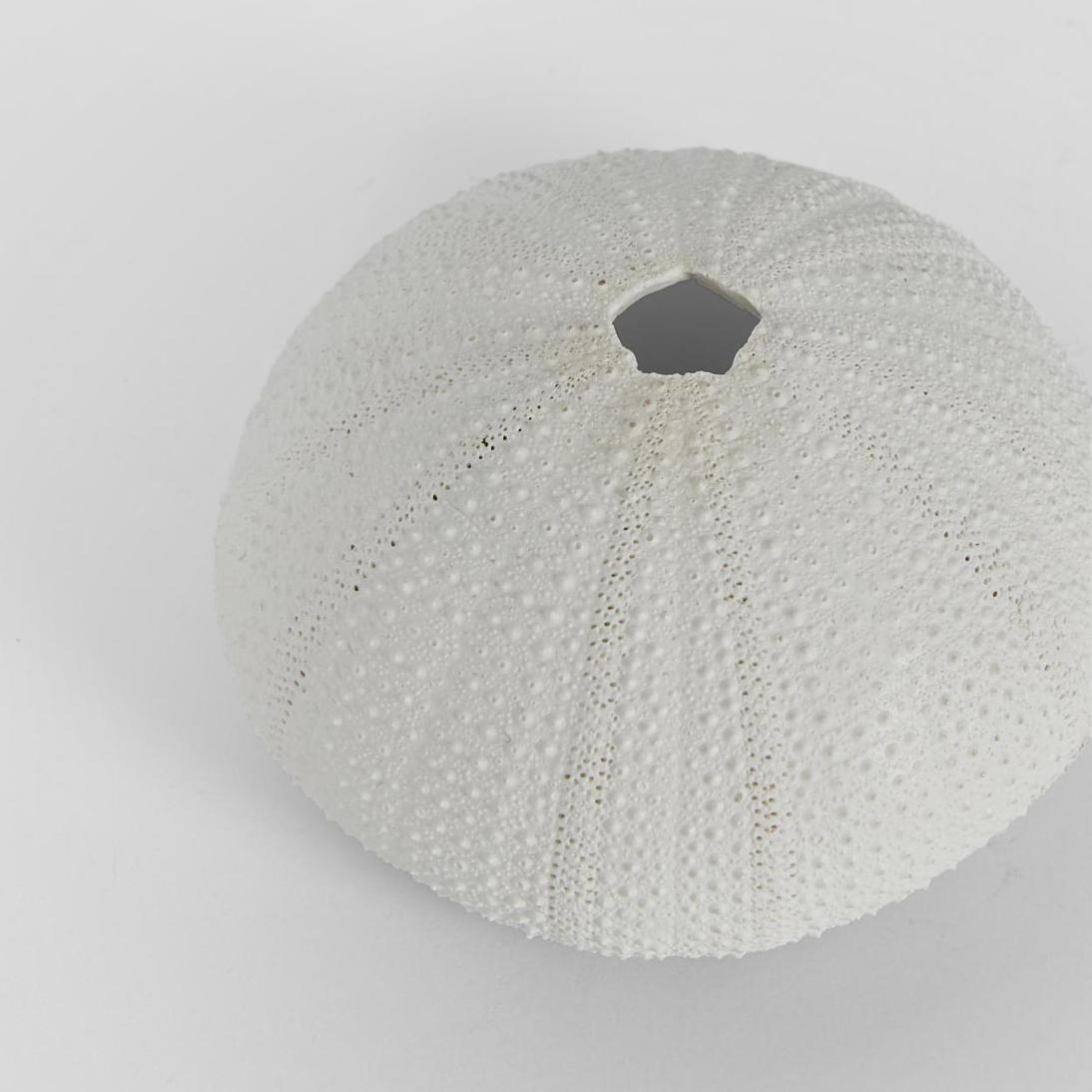 Susie White Sea Urchin 9X9X4.5CM *